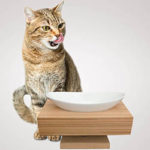 Fotografia de Produto - Móveis e decoração - Bebedouro para gato - Foto para catálogo, rede social e anúncio - Cliente Bicho Fino